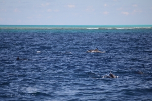 馬爾代夫的海豚