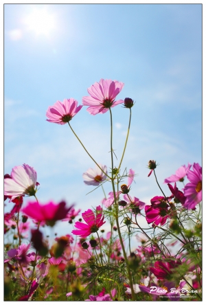 女王遊新社花海~~~交作業囉!!