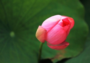 蓮花習拍