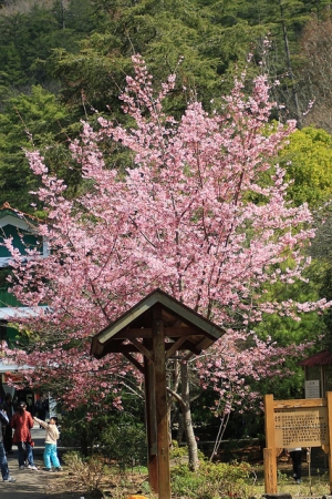 武陵櫻花