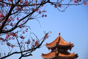 [70D]天元宮櫻木