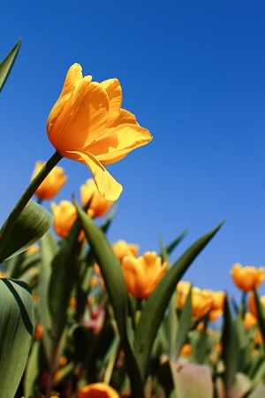 02/07 鬱金香之美 @ 后里中社花市