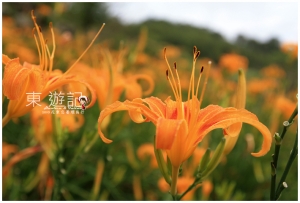 [台東]花東忘憂環島行-太麻里金針山