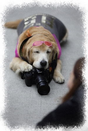 小狗攝影師