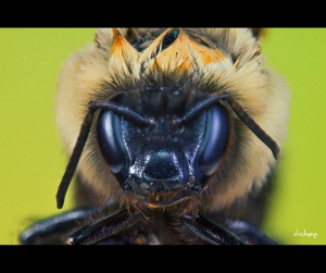 ::: Super Macro 超級微距 2012 by DV :::