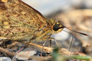 【彩蝶瀑布．蝶】