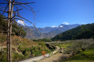 踏日尋梅。柳家梅園