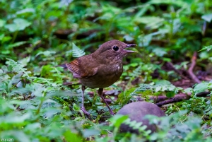 溪頭的鳥-龍鳳鬥