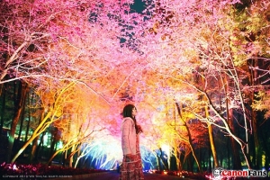 九族櫻花 ‧ 蓉 Lin