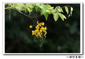 好看的黃金雨-阿勃勒