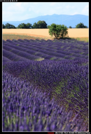 2013南法初夏薰衣草