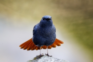 過年吃太胖要減肥的鳥<鉛色水鶇>