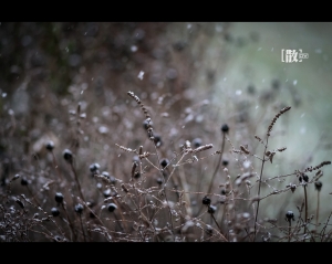 ::: Love Bokeh 散散惹人愛 [十六] 飄雪篇 by DV :::