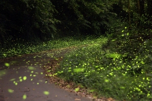 (一張流)內灣螢火蟲之 轉角遇到蟲