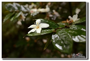 6D~土城 桐花公園