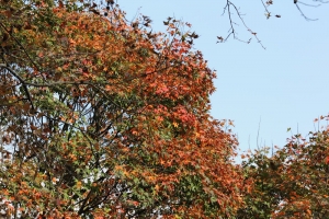 2010石門水庫楓紅+大溪橋