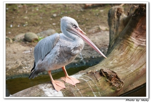 木柵動物園-魚．鳥篇