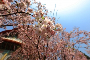 2011 淡水.天元宮 一張流