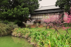 追櫻之旅_新竹玻璃工藝館