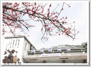 內灣的櫻花