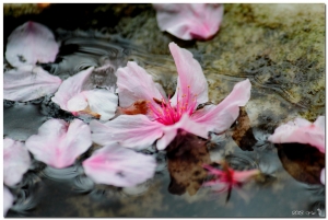 你，傾瀉的情緒。我，辭別的漣漪(3P)