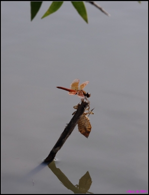 我的CANON 5D MARK III下的第二帖(尋鳥記與遲晚荷) ... By TONY