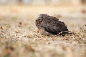 珠頸斑鳩亞成鳥-百微版