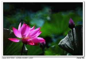 用相機畫荷 Part II (貳部曲)