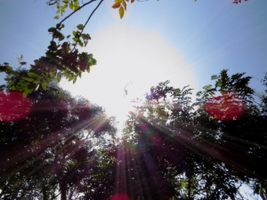 [SX50HS]與太陽公公的練習