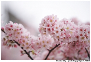 又是天元宮的櫻花