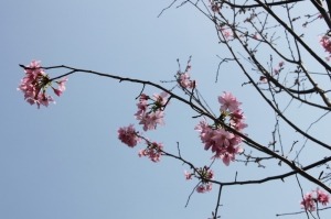 菜鳥拍櫻花