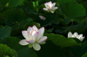 新坡蓮花