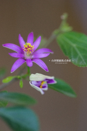 + 台灣製紙株式會社 +