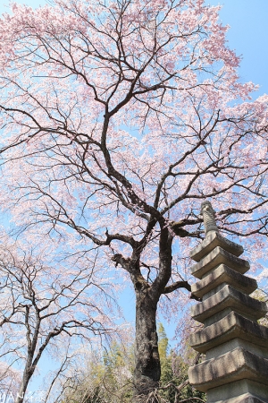 京都-佐野桜畑