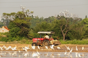 一群辛勤工作者(如圖) , 個(各)位會如何來呈現它的美呢 ?