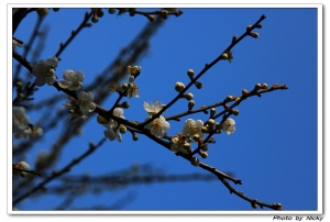 清大。梅園~~圖多慎入