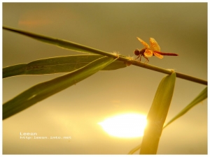 紅蜻蜓與白蜻蜓