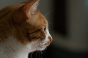 用小白IS打貓仔