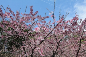 龜山壽山巖櫻花