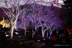 九族櫻花祭