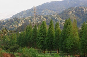 數個願望一次滿足"桐花+夜景+星空+螢火"，新竹大