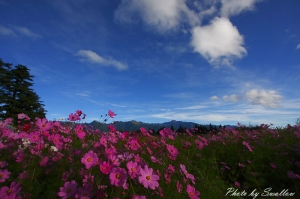 福壽山波斯菊旅拍