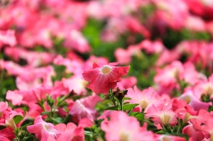 中都濕地公園隨拍