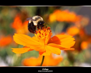 ::: Little Bees 小蜜蜂 by DV :::