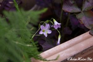 隨意拍的花花草草(鳳山啊家附近) 2013-01-06拍