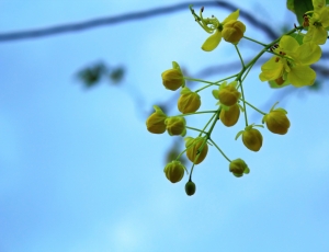 含苞待放的不知名植物(一張流)
