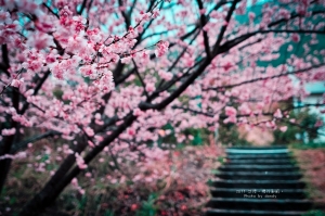 2011 武陵。櫻花亂醉