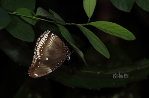 07-08夜觀生態