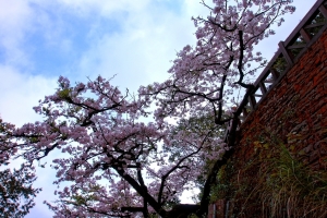 櫻染阿里山