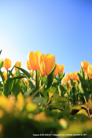 沒有女王的 台中 后里 中社花海